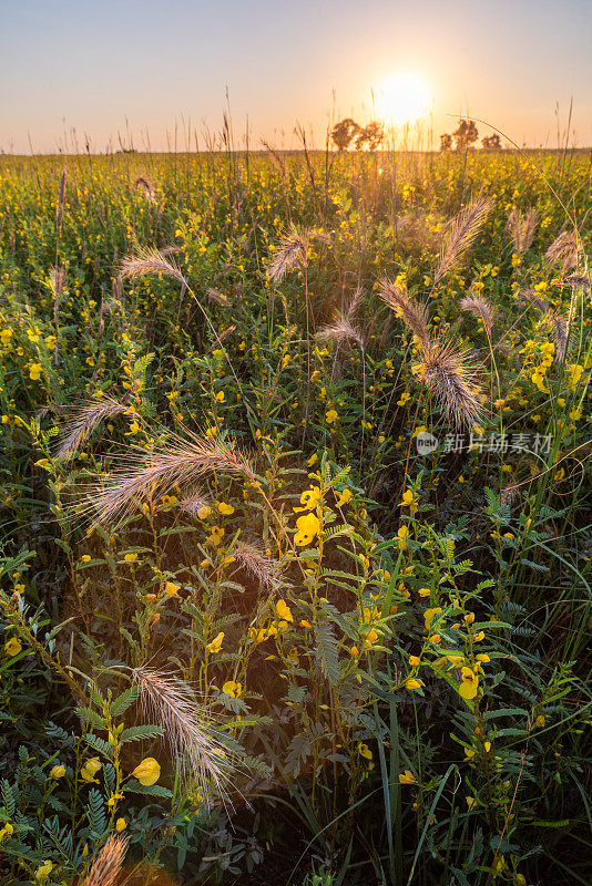 加拿大野生黑麦草(Elymus canadensis)和鹧鸪(Chamaecrista fasciculata)，日出，高草草原保护区，OK